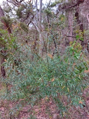 Persoonia mollis