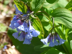 Mertensia virginica