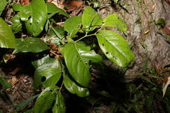 Celastrus subspicatus