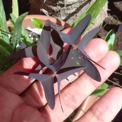 Oxalis triangularis