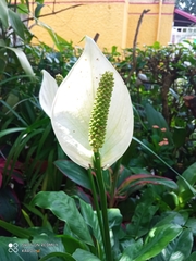 Spathiphyllum