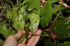 Celastrus subspicatus