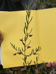 Boronia ledifolia
