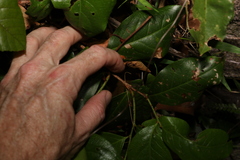 Celastrus subspicatus