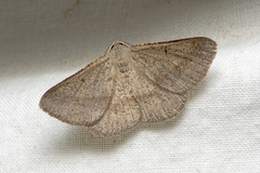 Isturgia penthearia