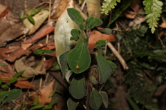 Peperomia leptostachya