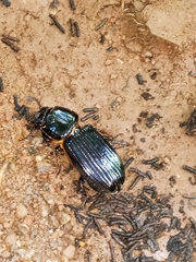 Passalus