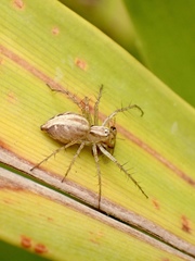 Oxyopes gracilipes