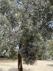 Eucalypteae