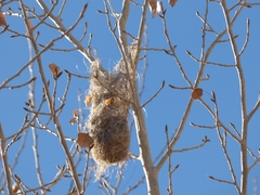 Icterus bullockii