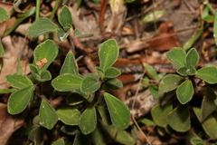 Peperomia leptostachya