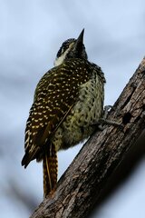 Campethera abingoni abingoni