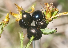 Chrysolina hyperici