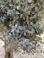 Eucalypteae