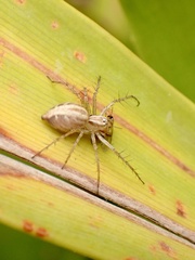 Oxyopes gracilipes