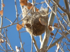 Icterus bullockii