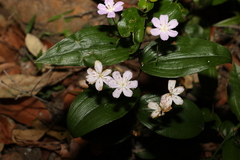 Tripladenia cunninghamii