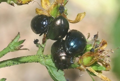 Chrysolina hyperici