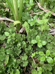 Marchantia polymorpha montivagans