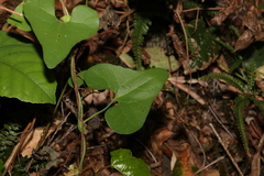 Aristolochia littoralis