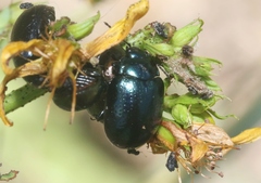 Chrysolina hyperici