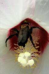 Ptilothrix bombiformis