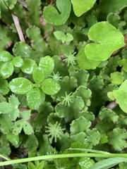 Marchantia polymorpha montivagans