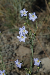 Linum perenne