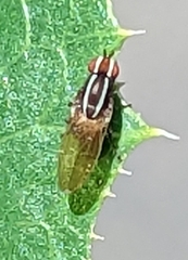 Poecilohetaerus aquilus