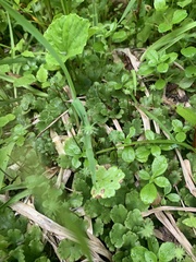 Marchantia polymorpha montivagans