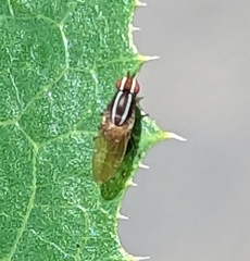 Poecilohetaerus aquilus