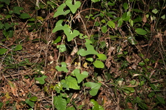 Aristolochia littoralis