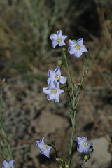 Linum perenne