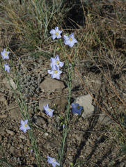 Linum perenne