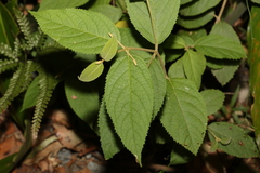 Callicarpa pedunculata