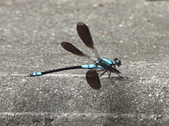 Diphlebia euphoeoides