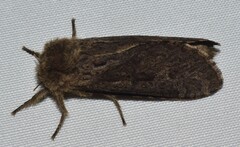 Oncopera rufobrunnea