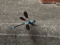 Diphlebia euphoeoides