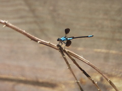 Diphlebia euphoeoides