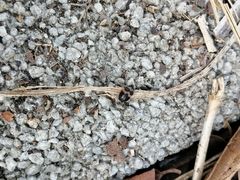 Attagenus fasciatus