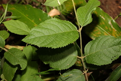 Callicarpa pedunculata