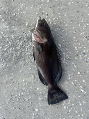 Epinephelidae
