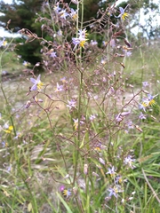 Dianella longifolia