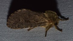 Oncopera rufobrunnea