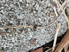 Attagenus fasciatus
