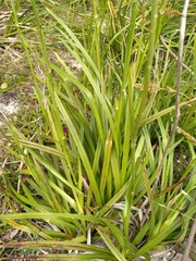 Dianella longifolia