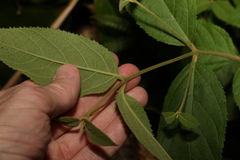 Callicarpa pedunculata