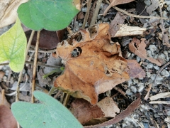 Attagenus fasciatus