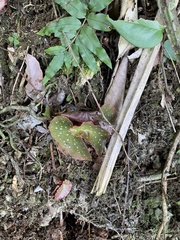 Begonia maculata
