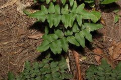 Cheilanthes viridis
